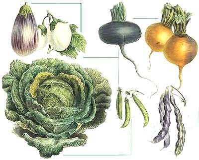 The role of vegetables in your diet