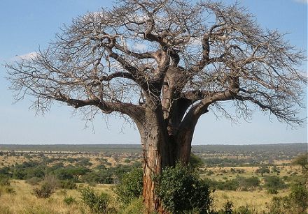 Baobab (huile de)