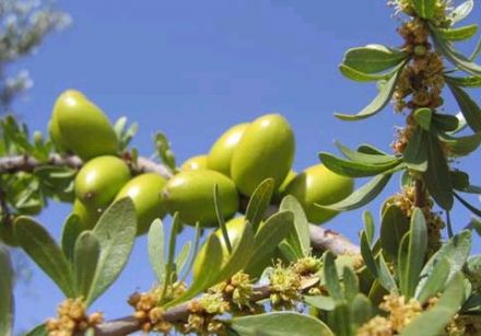 Une cure de jouvence pousse sur l'arganier 2