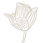 Nilang (2011 - fleur de lotus) 3